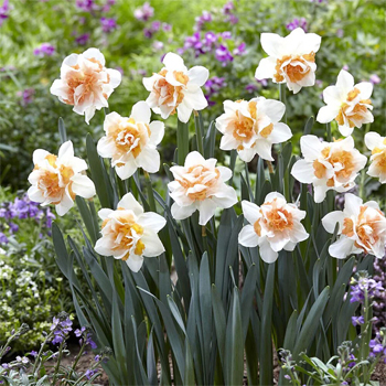 Daffodil Bulbs - Replete