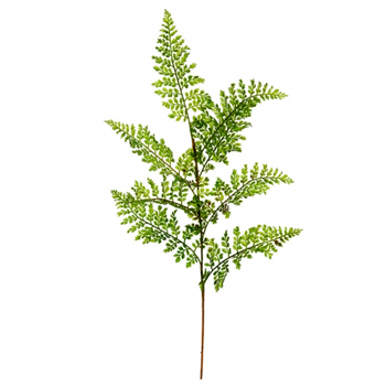 Fern Spray