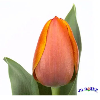 Orange Tulip Flowers