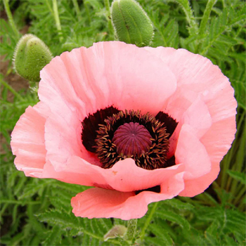 Papaver orientale Roots - Helen Elizabeth