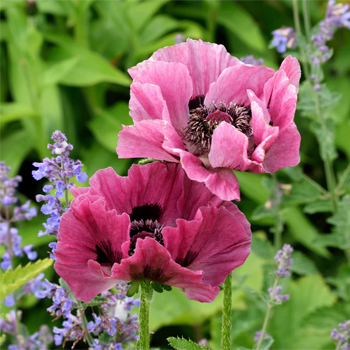 Papaver orientale Roots - Patty's Plum