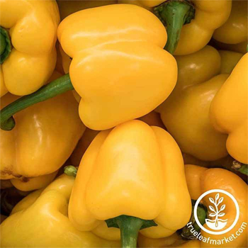 Pepper Seeds - Sweet - Mini Bell Yellow