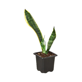 Snake Plant 'Laurentii'